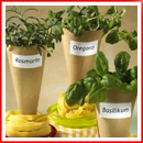 aromatic-spice-herbs-decoration02