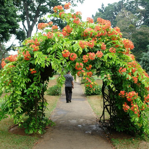 arbor-and-archway-in-garden