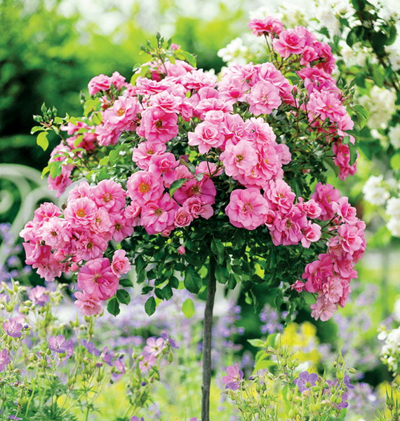 roses-in-garden-inspiration