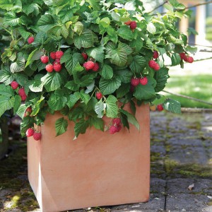 creative-use-large-pots-and-containers-in-garden22-1