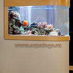 aquarium-in-home-interior31.jpg