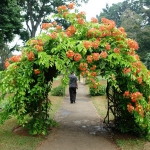 arbor-and-archway-in-garden1-17.jpg