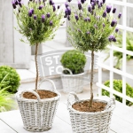 lavender-home-decorating-ideas2-6.jpg
