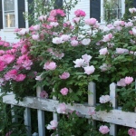 roses-in-garden-fence2.jpg
