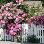 roses-in-garden-fence3.jpg