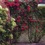 roses-in-garden-fence4.jpg