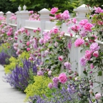 roses-in-garden-fence5.jpg