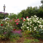 roses-in-parks2.jpg