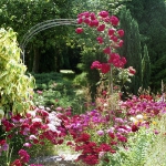 roses-in-garden-archway6.jpg