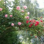 roses-in-garden-inspiration1-2.jpg
