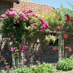 roses-in-garden-inspiration1-4.jpg
