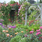 roses-in-garden-inspiration1-6.jpg