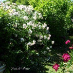 roses-in-garden-inspiration2-1.jpg
