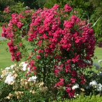roses-in-garden-inspiration2-2.jpg