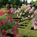 roses-in-garden-inspiration3-2.jpg