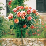 roses-in-garden-inspiration3-3.jpg