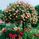 roses-in-garden-inspiration3-4.jpg