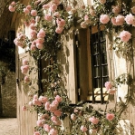 roses-in-garden-inspiration4-2.jpg