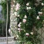 roses-in-garden-inspiration4-3.jpg