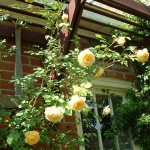 roses-in-garden-inspiration5-1.jpg