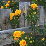 roses-in-garden-inspiration5-2.jpg
