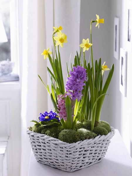 http://www.design-remont.info/wp-content/uploads/gallery/spring-flowers-new-ideas-narcissus/spring-flowers-new-ideas-narcissus12.jpg