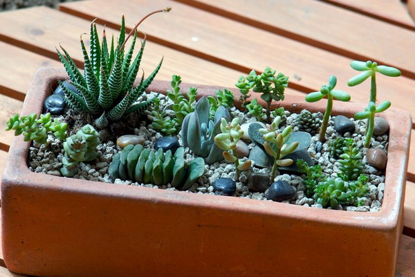 http://www.design-remont.info/wp-content/uploads/gallery/succulent-garden-in-home-and-outdoor2/succulent-garden-in-home-and-outdoor2-15.jpg