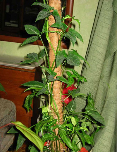 plant1