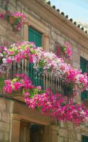 balcon-flowers1