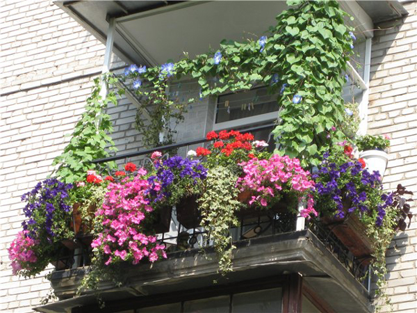 balcon-flowers3