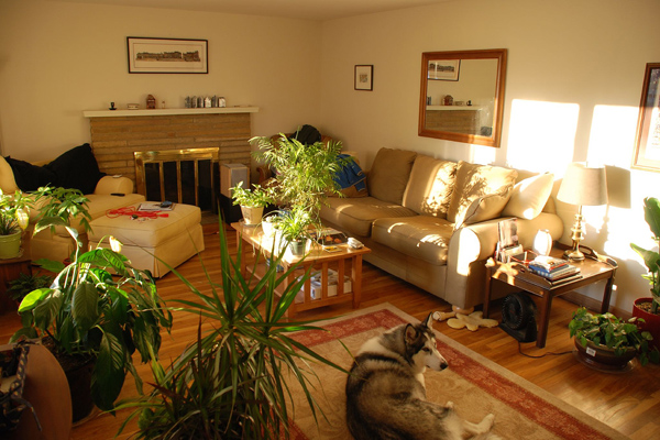 Фото интерьеров квартир с комнатными растениями