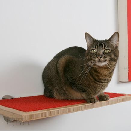 wall-shelves-and-cat