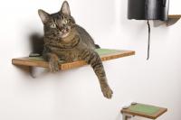 pets-furniture-cats15