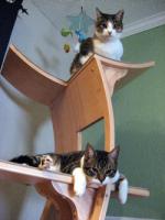 pets-furniture-cats21