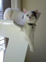 pets-furniture-cats22