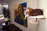 pets-furniture-cats28