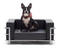 pets-furniture-dogs17