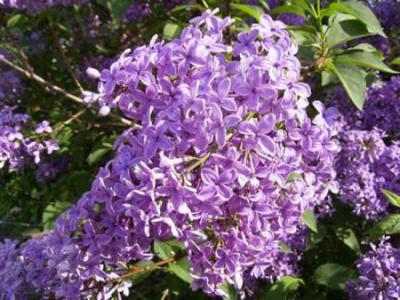 spring-inspire-lilac