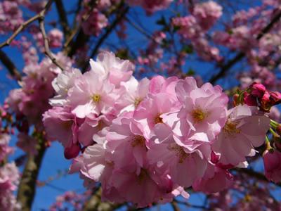 spring-inspire-sakura