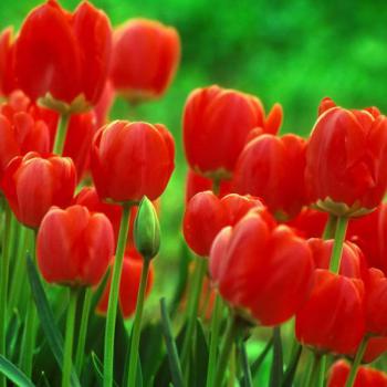 spring-inspire-tulip