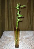 bamboo-decor-ideas-plant2