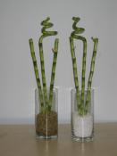 bamboo-decor-ideas-plant7