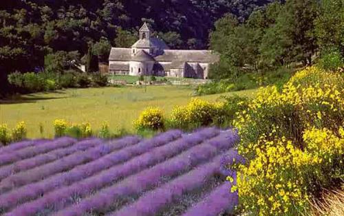 french-provence-style-lavander-field