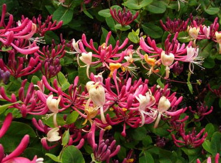 honeysuckle-flowers-nature-palette