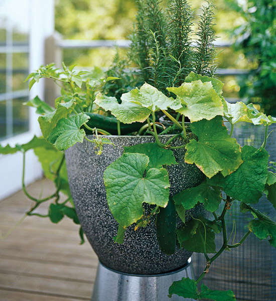 design-ideas-to-grow-veggies-in-containers12