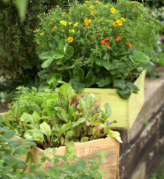 design-ideas-to-grow-veggies-in-containers3