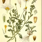 botanical-print-diy-pattern1-3.jpg