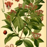 botanical-print-diy-pattern3-1.jpg