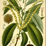 botanical-print-diy-pattern4-2.jpg