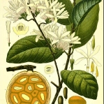 botanical-print-diy-pattern5-3.jpg
